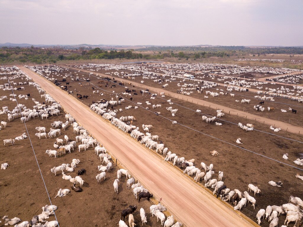 Feedlot cattle in Amazon