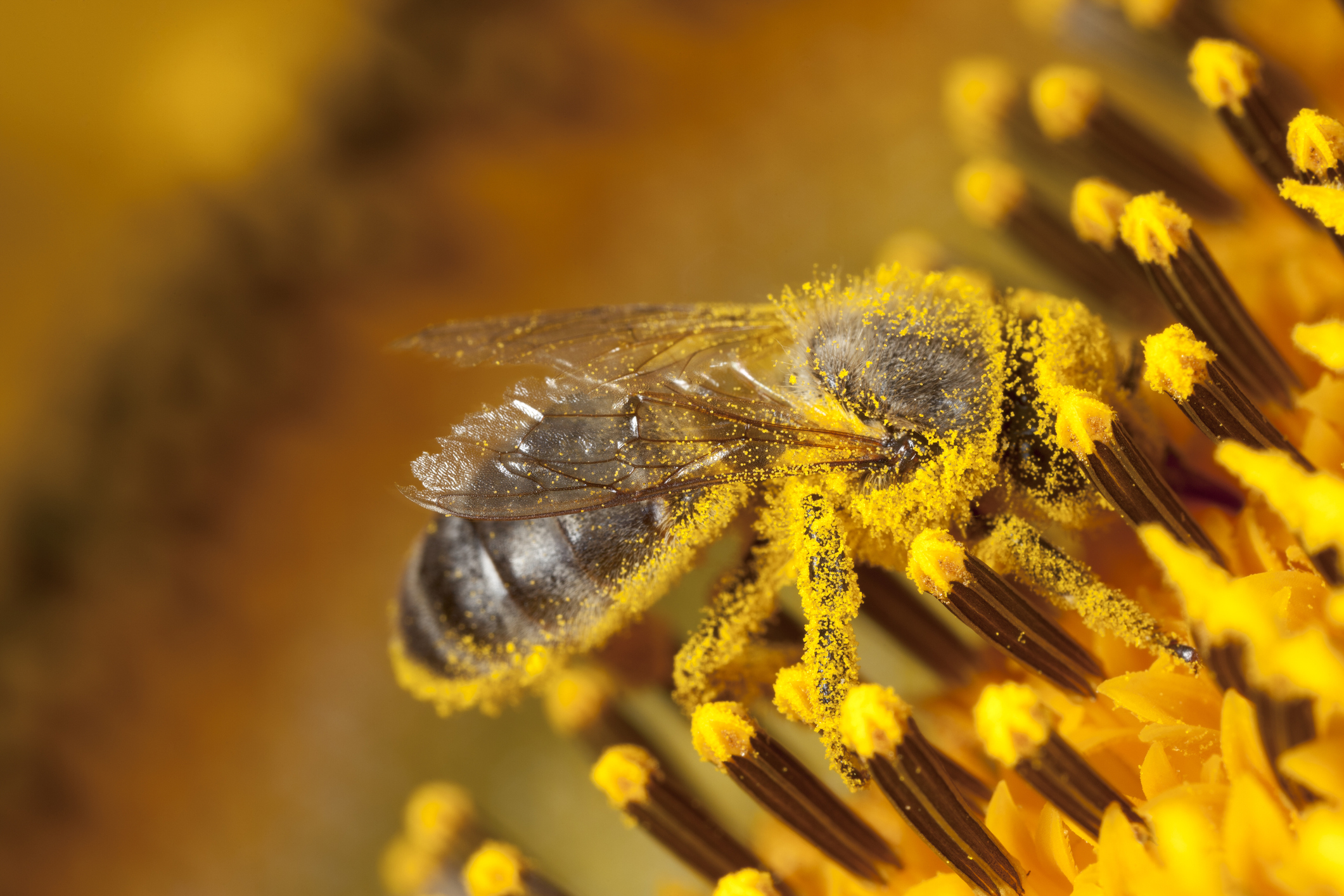 Fun Facts about Honey Bees — Seattle's Favorite Garden Store Since