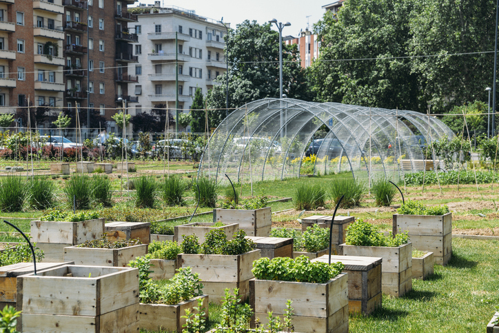 Gastronomic landscape: a urban farm in Milan, Italy