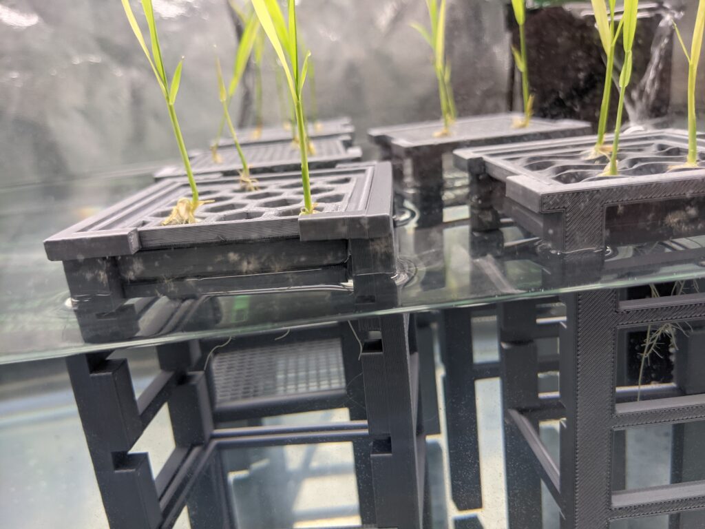 Agrisea – Rice farming goes offshore - Food Planet Prize