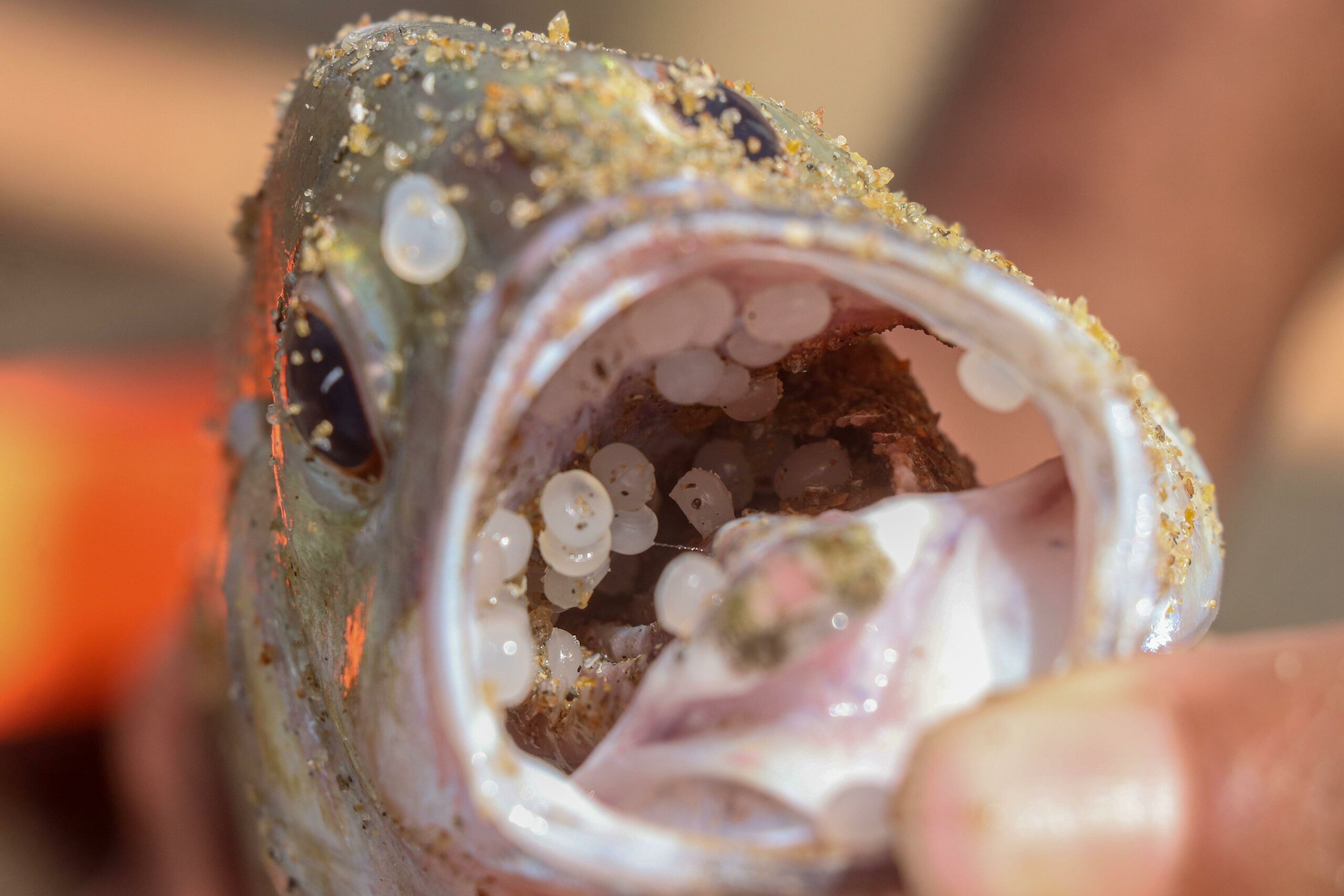 A fish stuffed with plastic