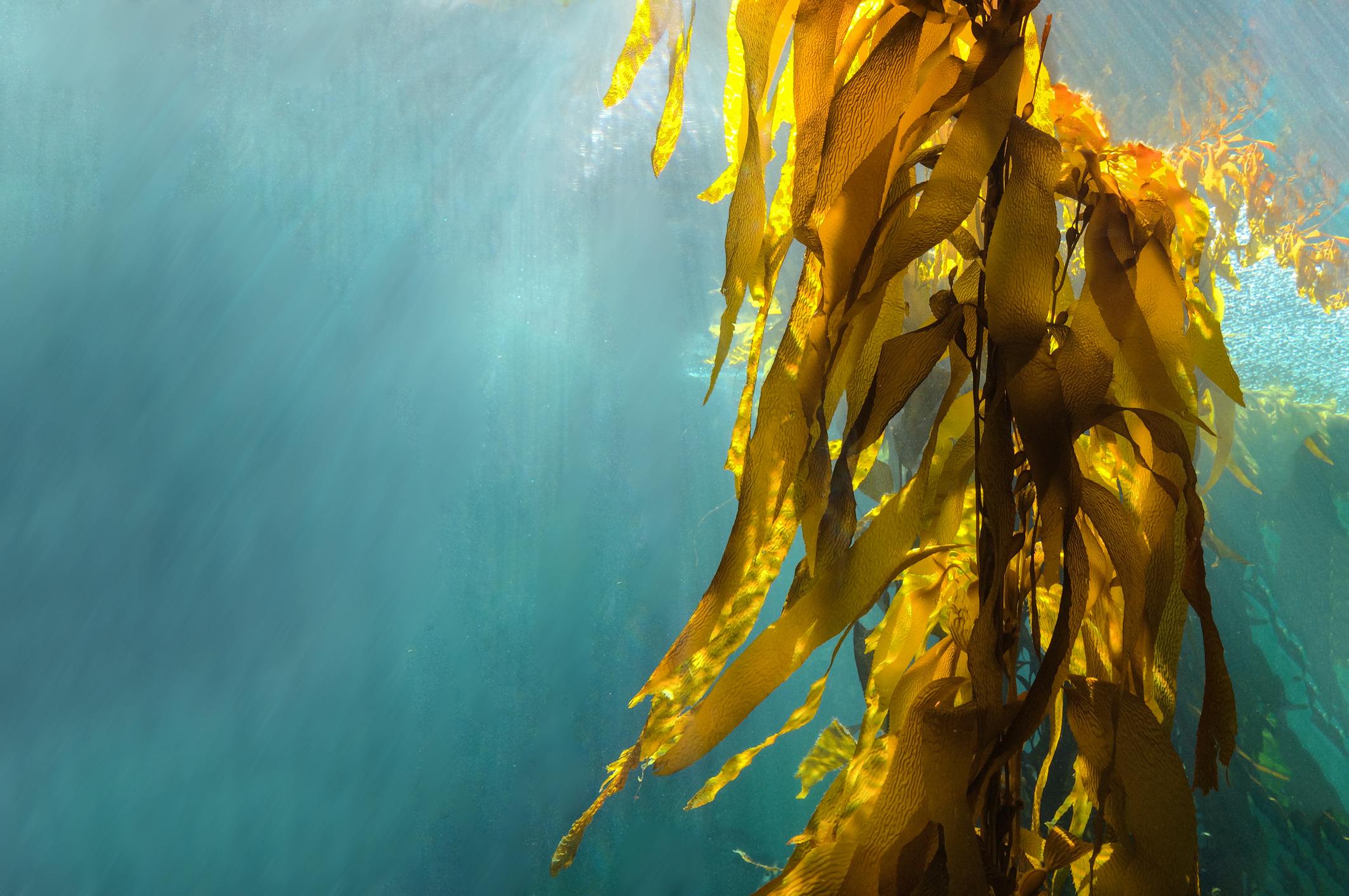 Kelp is is central to sustainable blue foods economy