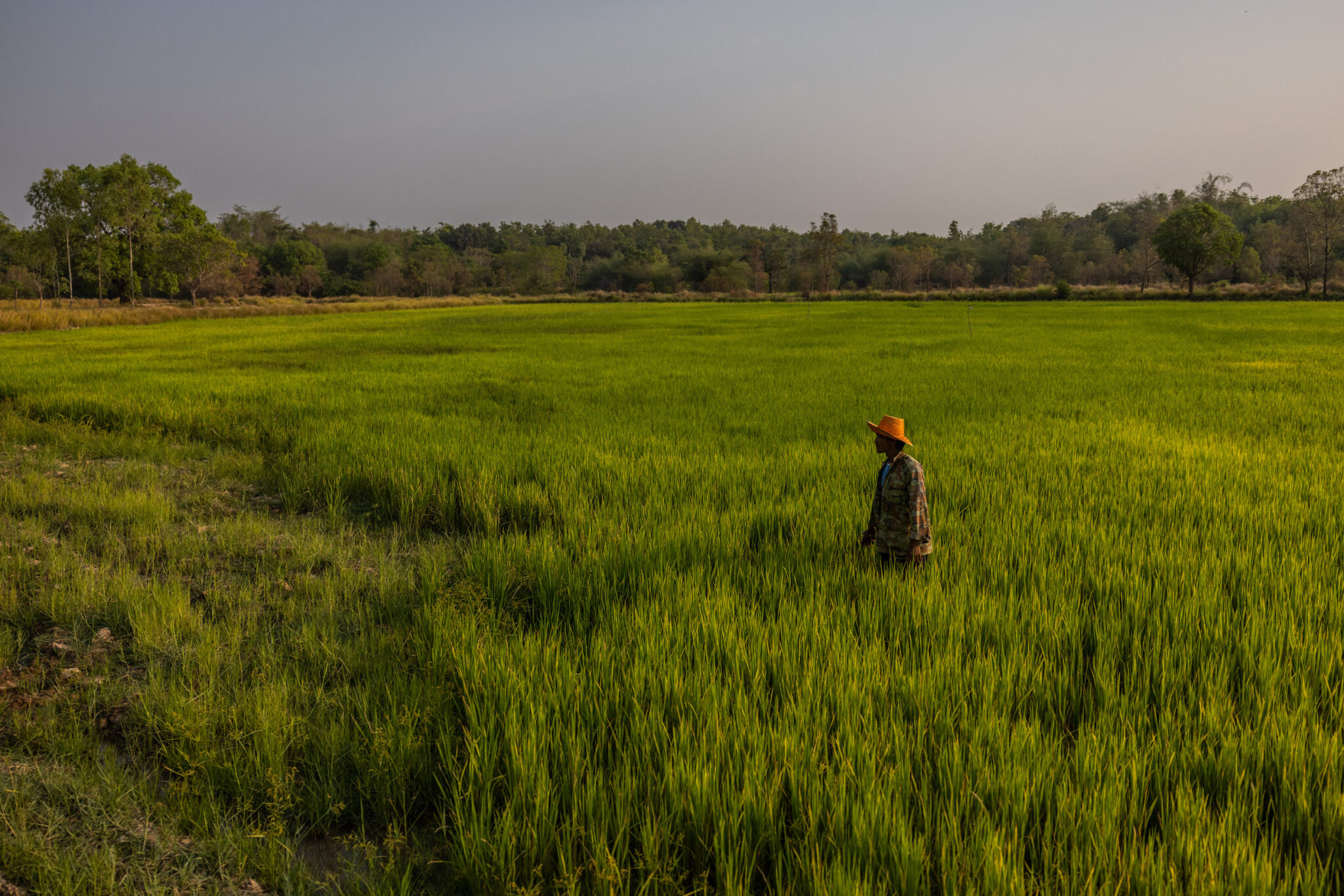 The Sustainable Rice Platform is the First Global Standard for Better ...