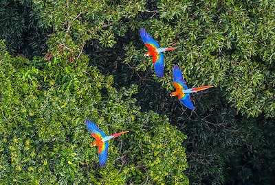 Amazon Rainforest
