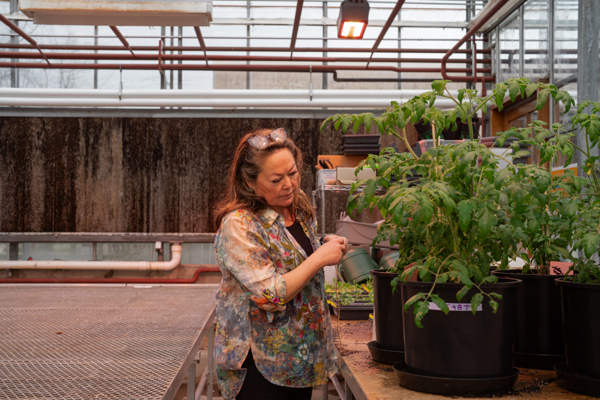 Resty Rodeiguez Adaptive Symbiotic Technologies: The Fungi That Could Transform Global ...